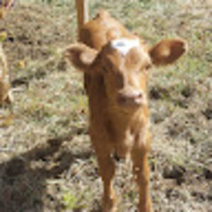 Meet your Posher, Ivan